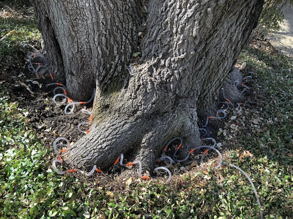 Detailed Tree Cabling and Bracing job site in Browns Valley